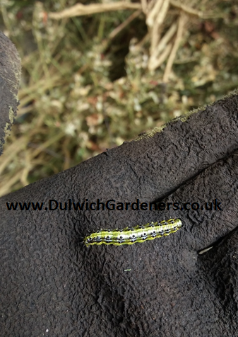 close up of box caterpillar